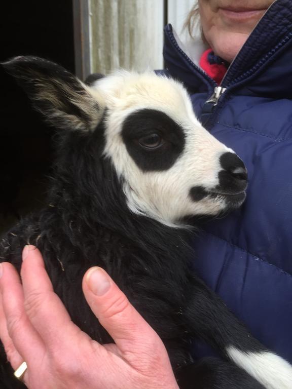 Farm Stay Happy Dogs Ranch Veberöd 외부 사진