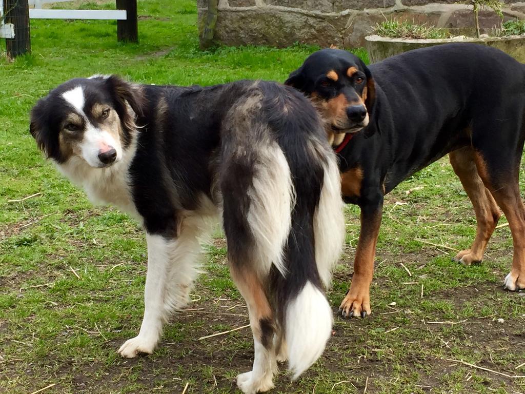 Farm Stay Happy Dogs Ranch Veberöd 외부 사진