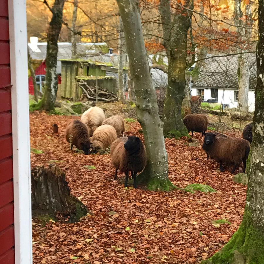 Farm Stay Happy Dogs Ranch Veberöd 외부 사진